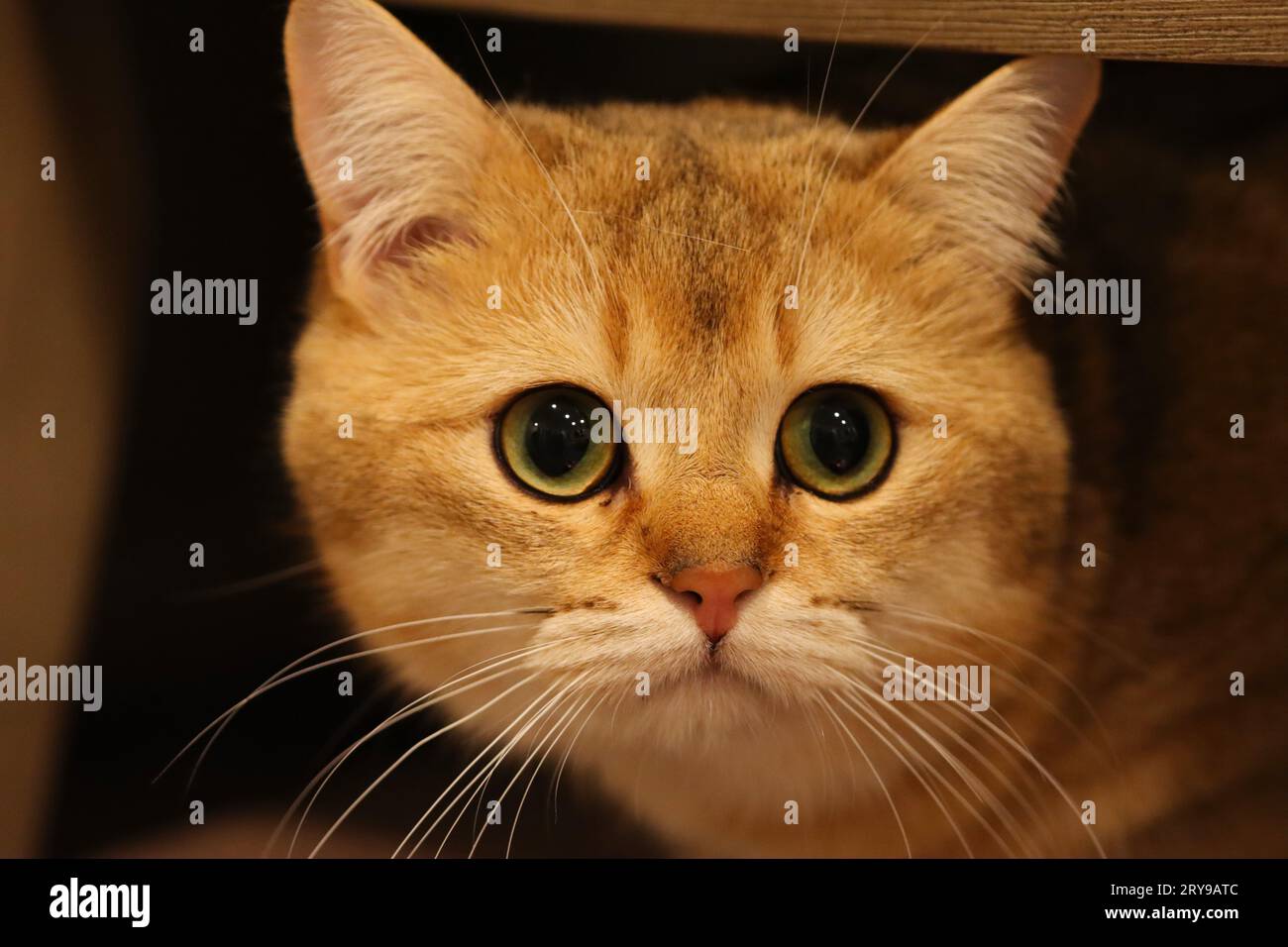 Un primo piano del volto di uno shorthair britannico maschio con occhi verdi dettagliati. Foto Stock