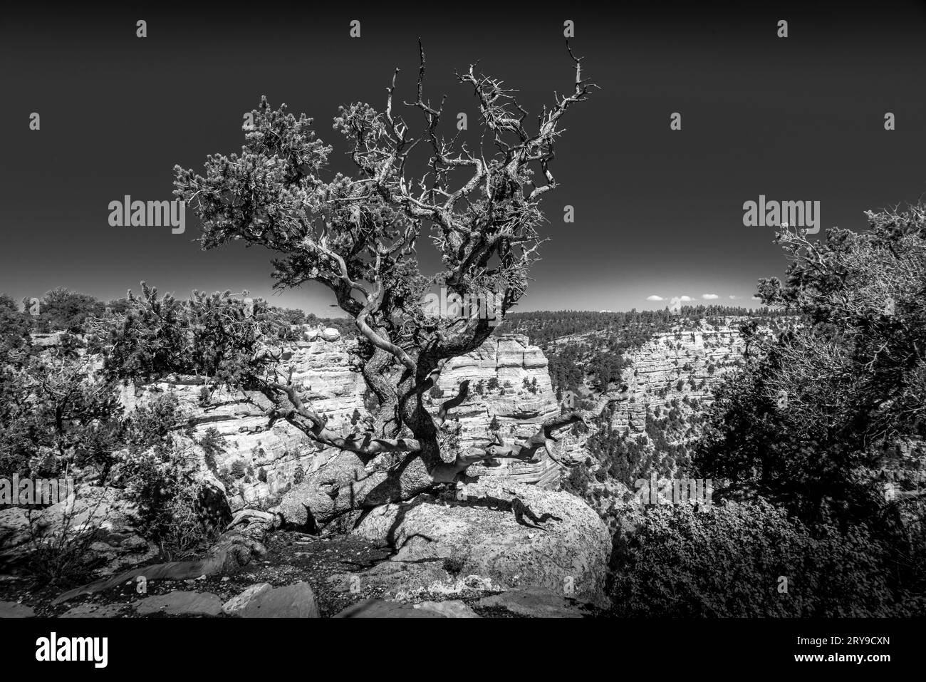 Foto in bianco e nero di un albero sul bordo nord del Grand Canyon presso il Cape Royal Overlook Foto Stock