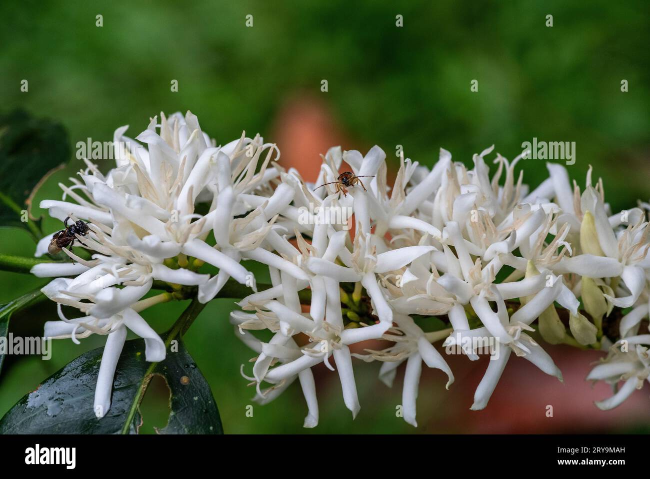 caffè nel periodo della fioritura, amazzonia peruviana. Foto Stock