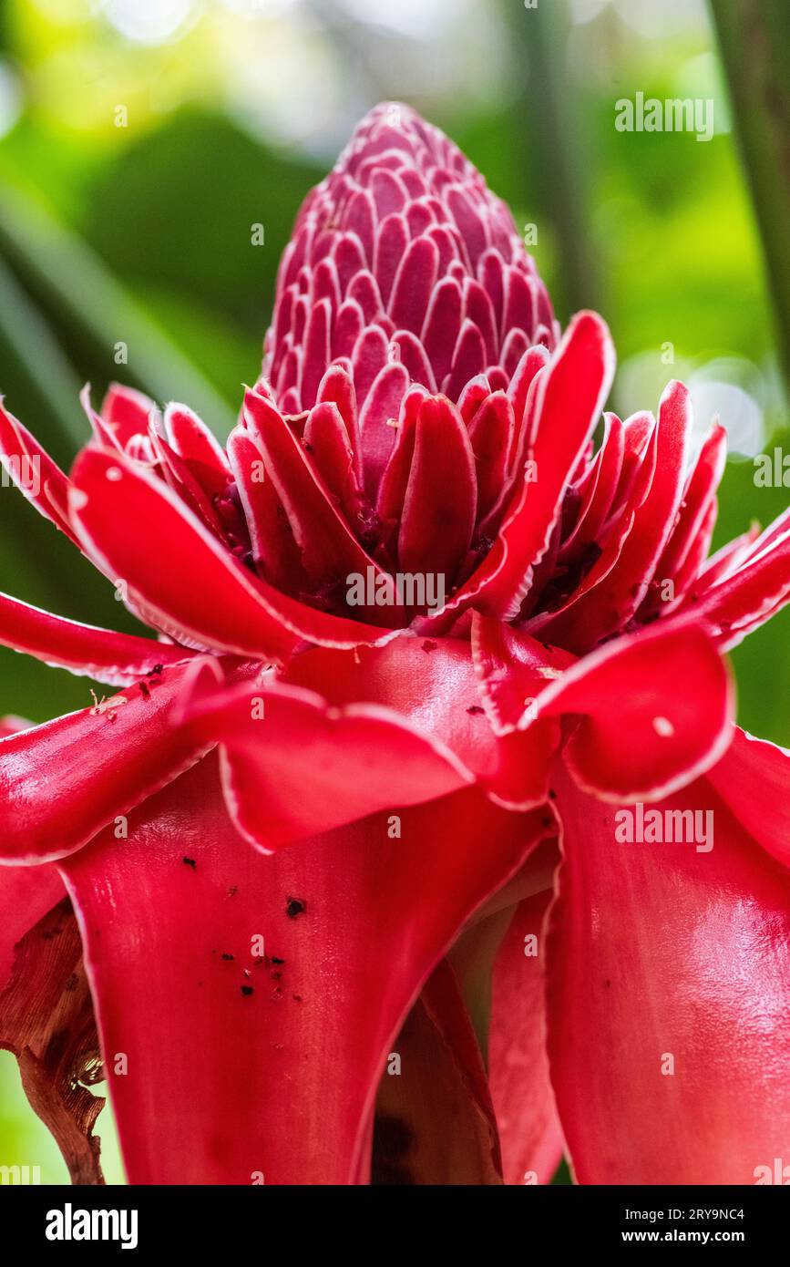 Fiore di Heliconia nella foresta pluviale amazzonica, Perú. Foto Stock