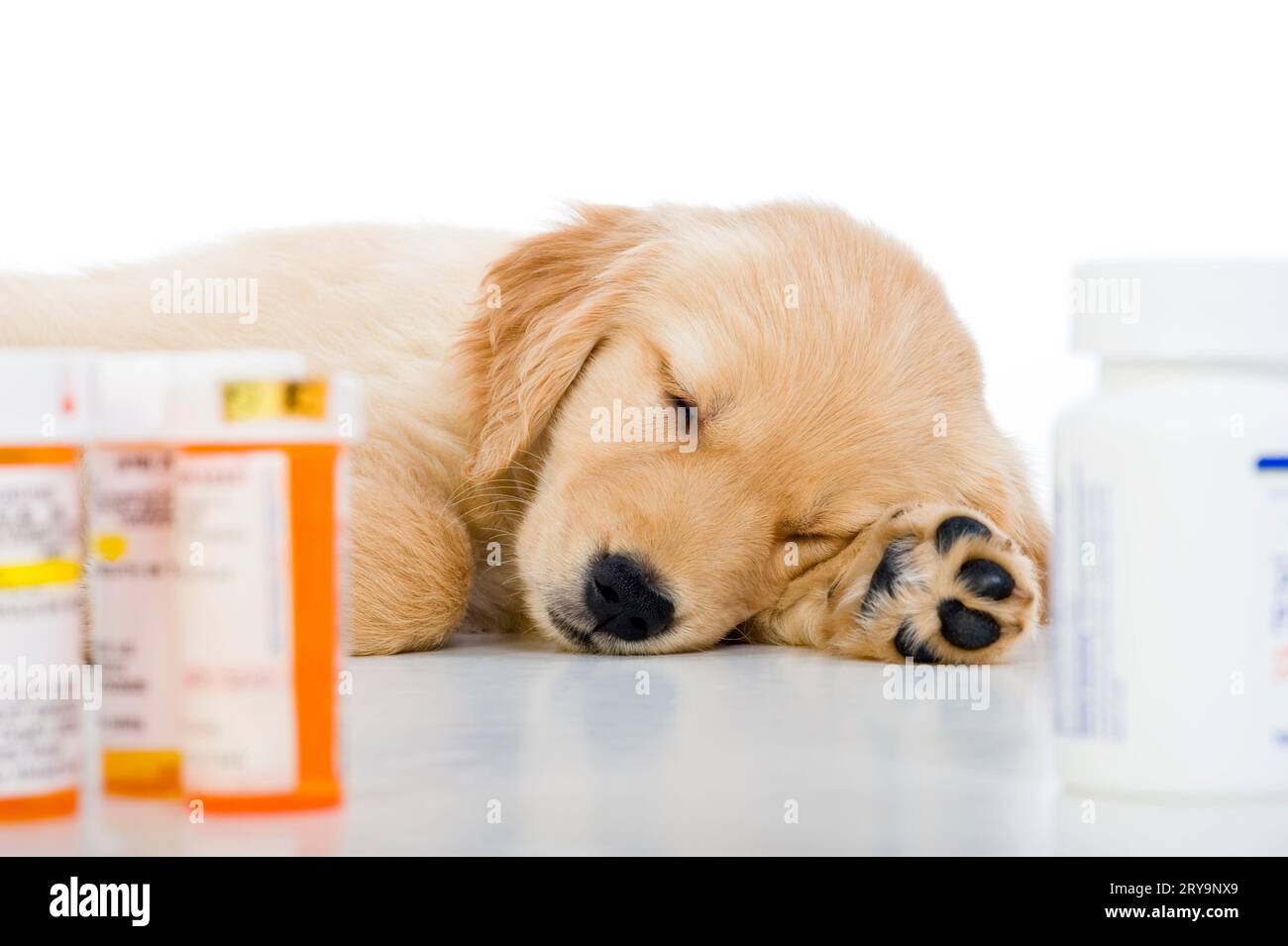 Un simpatico cucciolo Golden Retriever di 8 settimane che dorme sdraiato su uno sfondo bianco con bottiglie di pillole da prescrizione. Missy. Foto Stock