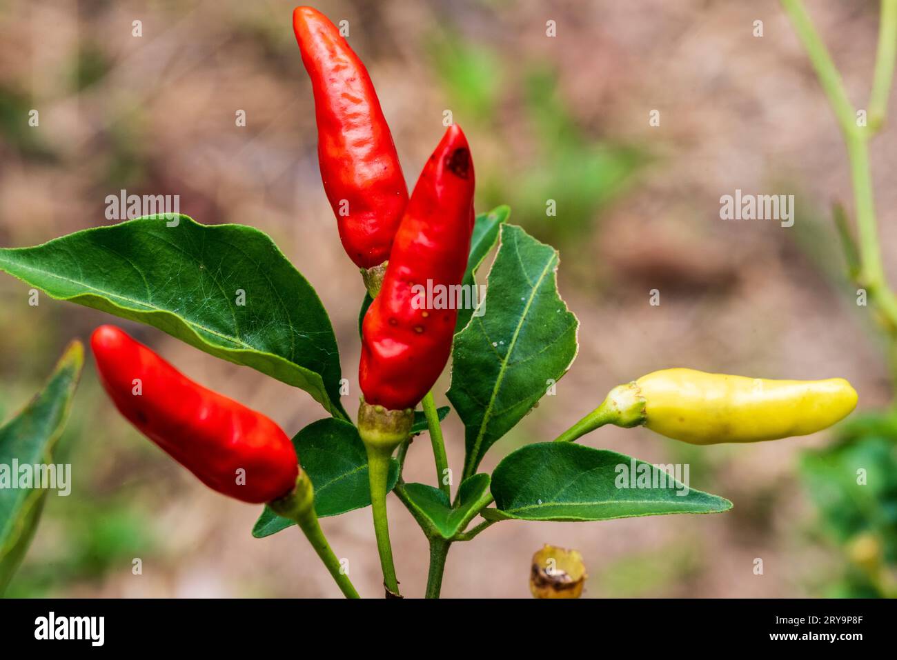 peperoncino, Perú. Foto Stock