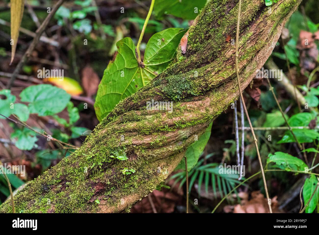 Ayahuasca liana, giungla peruviana, Perú. Foto Stock