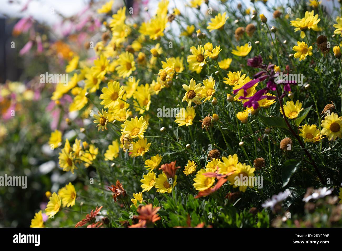 Fiori di margherita gialli nel giardino primaverile Foto Stock