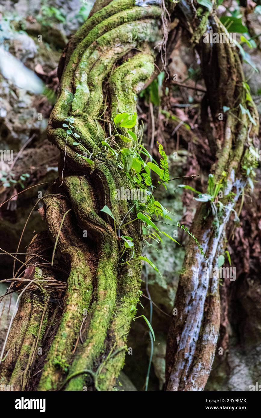 Ayahuasca liana, giungla peruviana, Perú. Foto Stock
