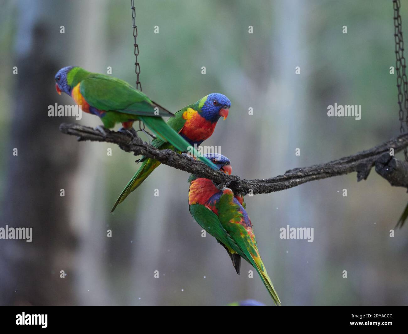 Lorikeets arcobaleno che si nutrono in un luogo artificiale a Cania Gorge Queensland Australia, uccelli dai colori vivaci e vivaci in verde, arancione e blu Foto Stock