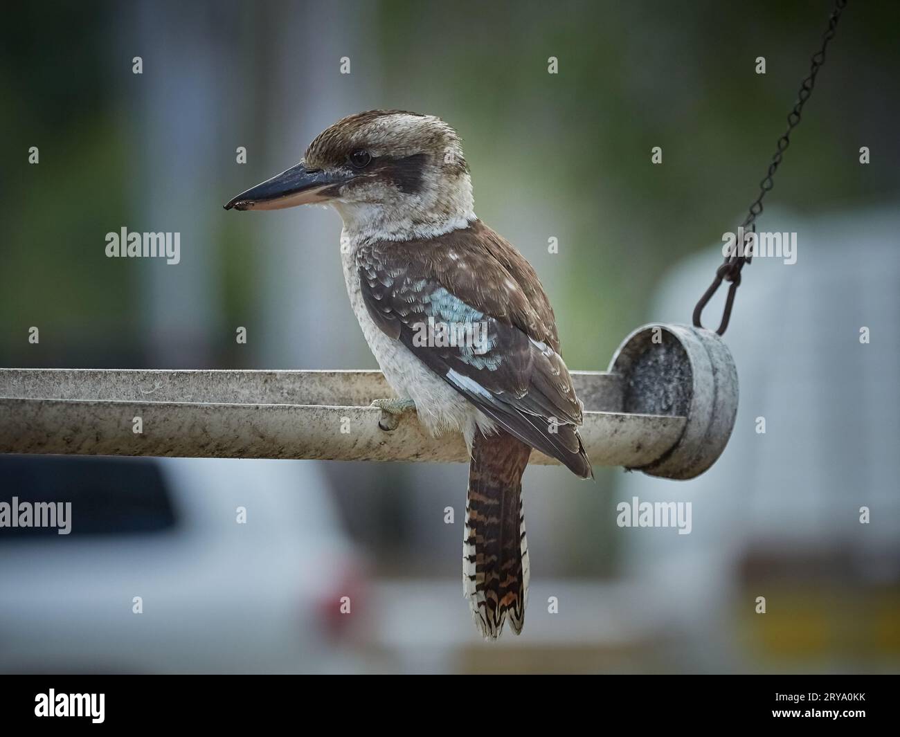 Kookaburra, siede su una mangiatoia, a guardare qualche scrematura o insetto insospettabile per diventare la sua cena. Becco grande e potente. Piumaggio attraente. Foto Stock