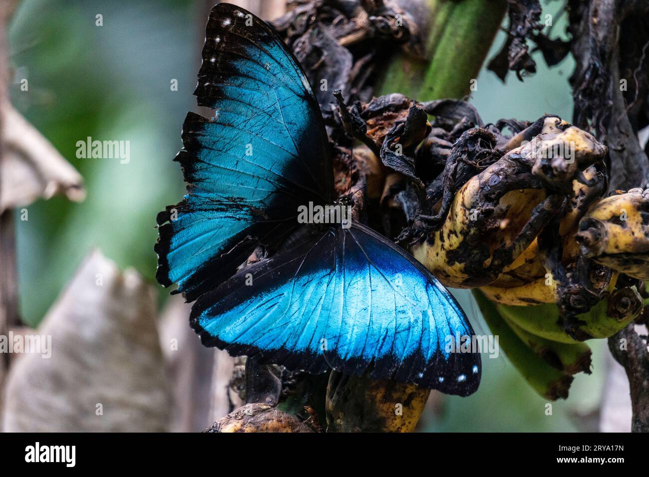 morpho helionor butterfly nella foresta amazzonica, perú. Foto Stock