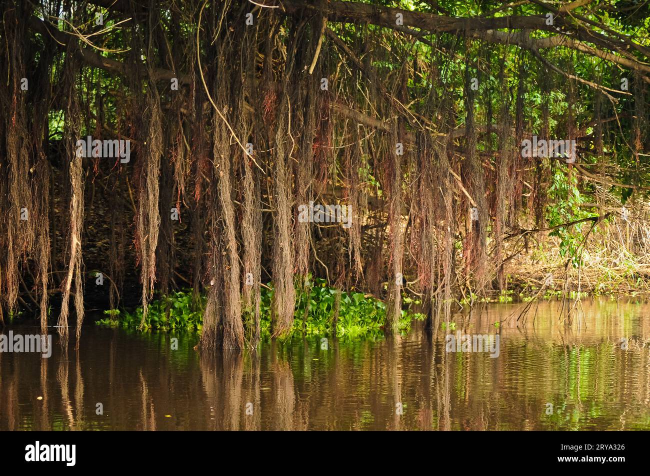 Laguna e fogliame nell'Amazzonia peruviana Foto Stock