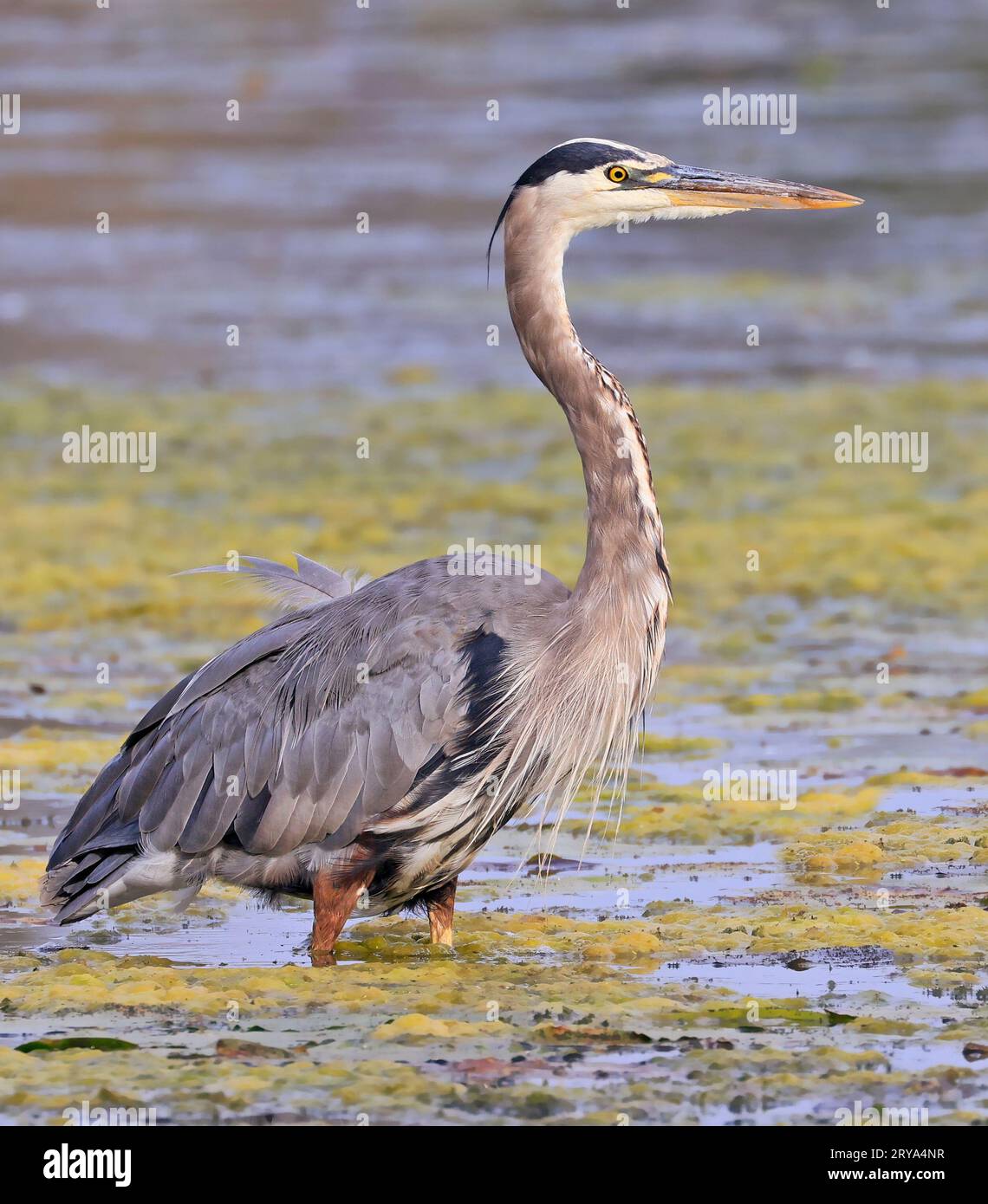 Ritratto di Great Blue Heron nella palude, Canada orientale Foto Stock
