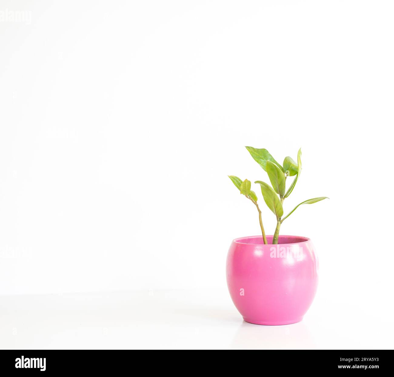 Zamioculcas Zamiifolia nuova pianta verde foglie lunghe in un vaso rosa con spazio per la copia Foto Stock