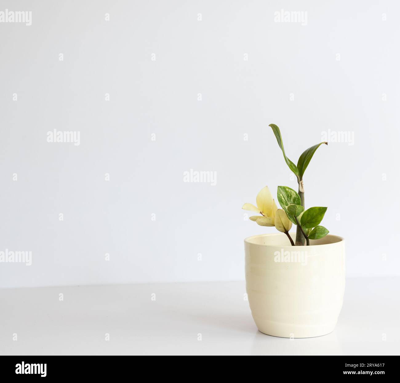 Zamioculcas zamiifolia variegata (ZZ Plant) pianta in un vaso di ceramica su sfondo bianco con spazio di copia Foto Stock