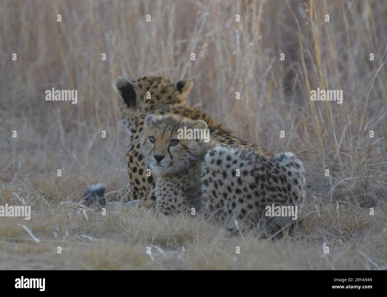 Famiglia di ghepardi in natura al tramonto nella riserva naturale Rietvlei Sud Africa Foto Stock