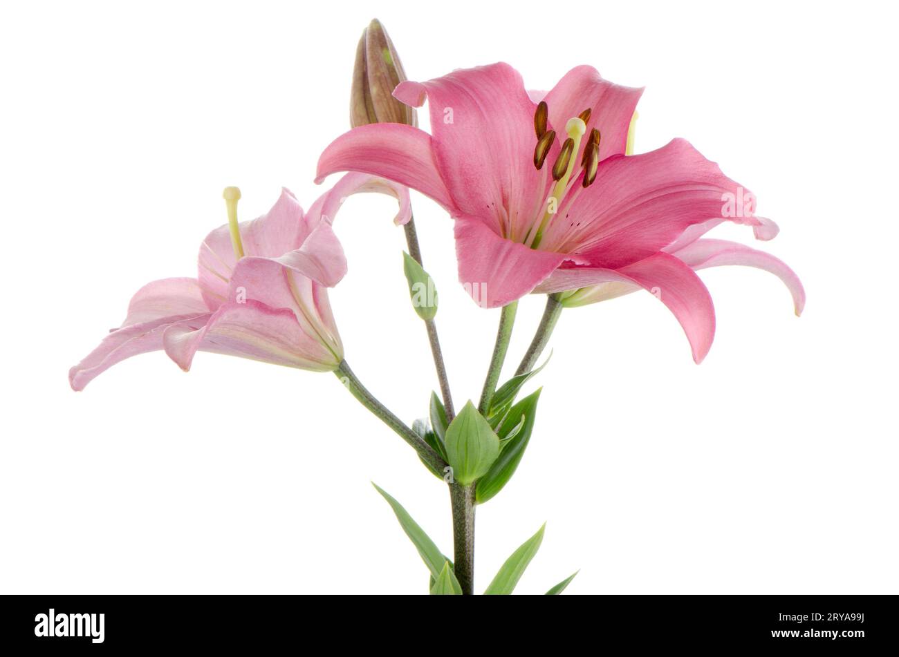 Gigli rosa Foto Stock