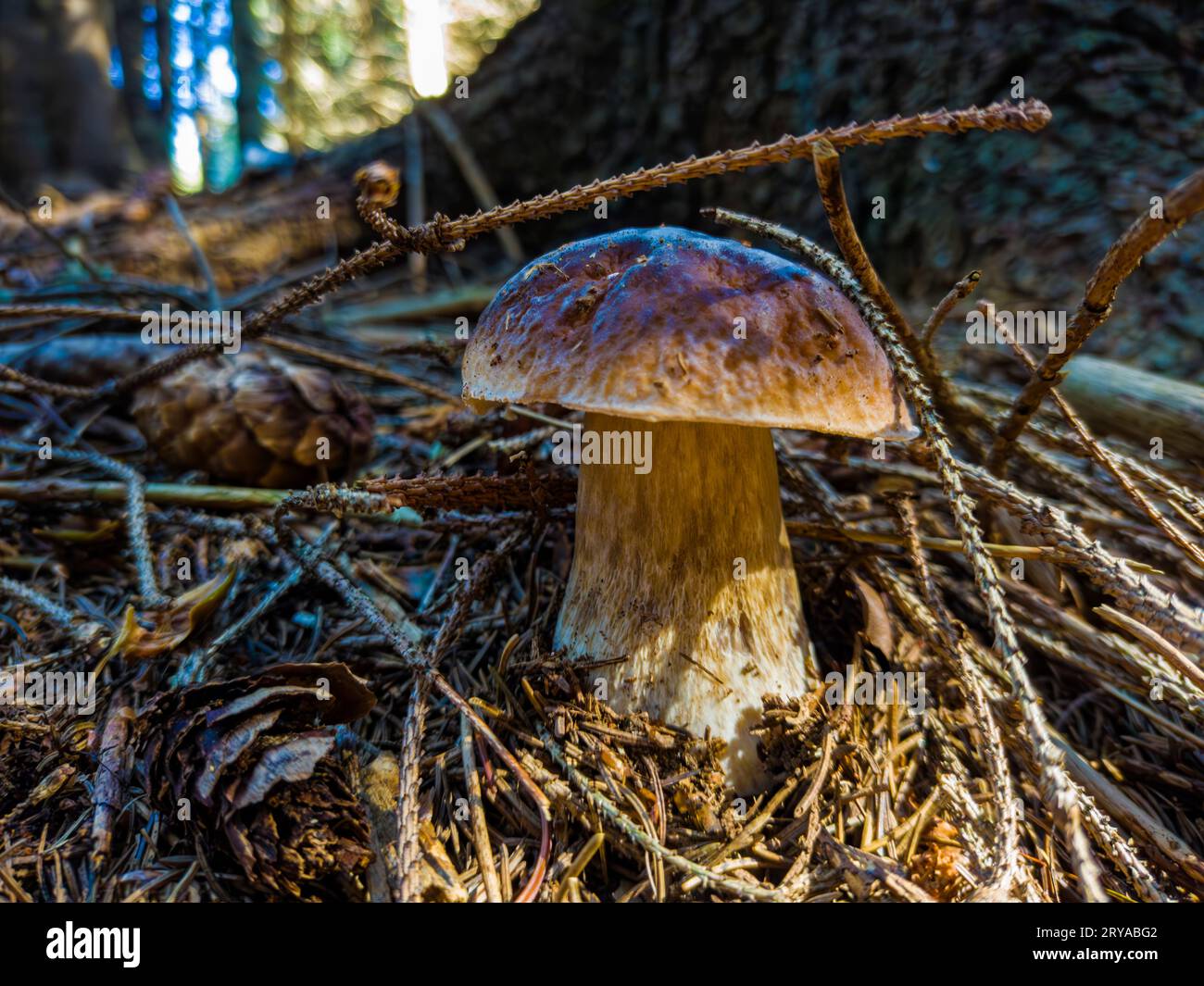 Primo piano di un fungo porcino Foto Stock