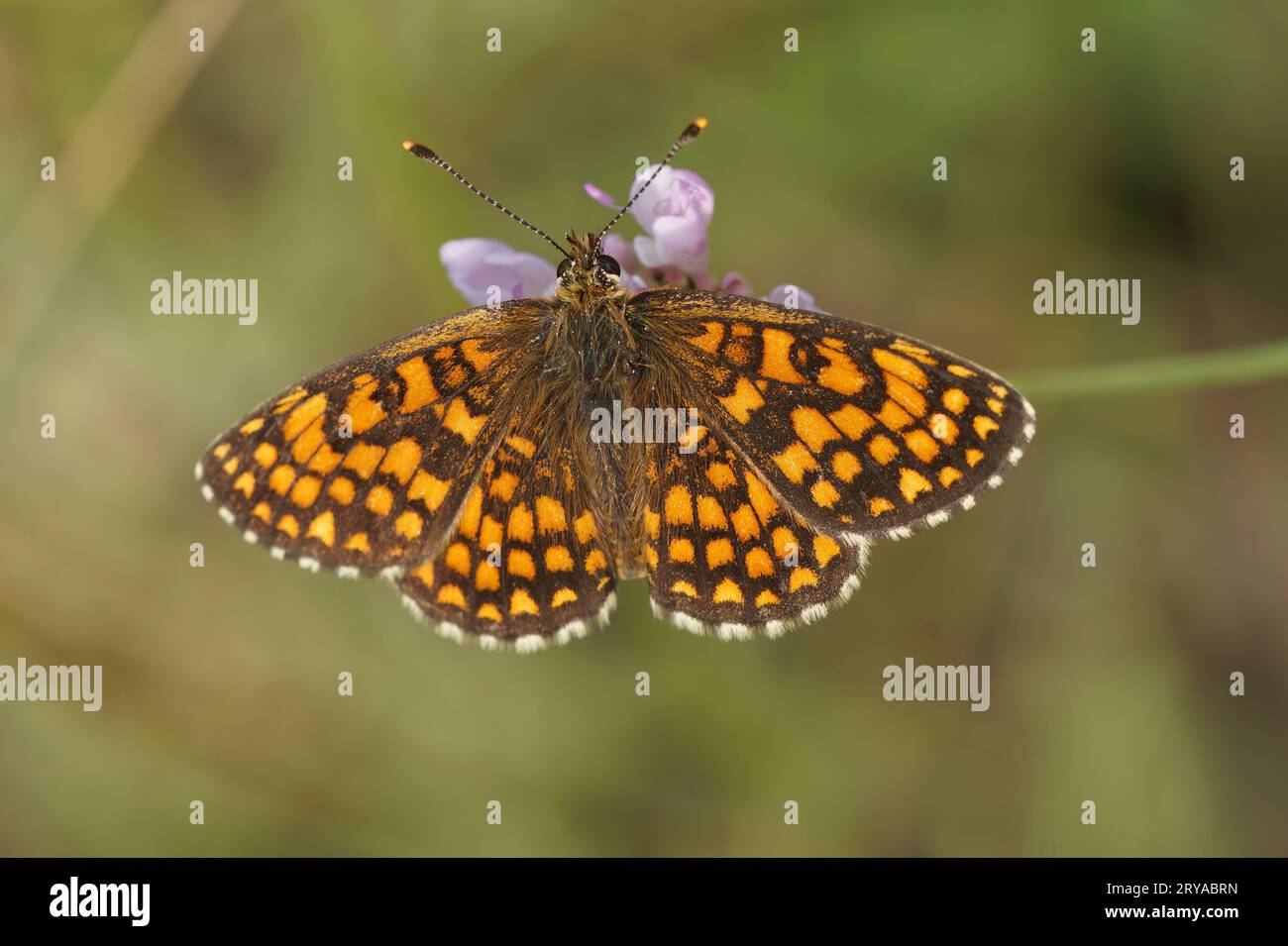 Dettaglio del closeup su un mediterranean Southern Heath fritillary, Melitaea celadussa con ali sparse Foto Stock