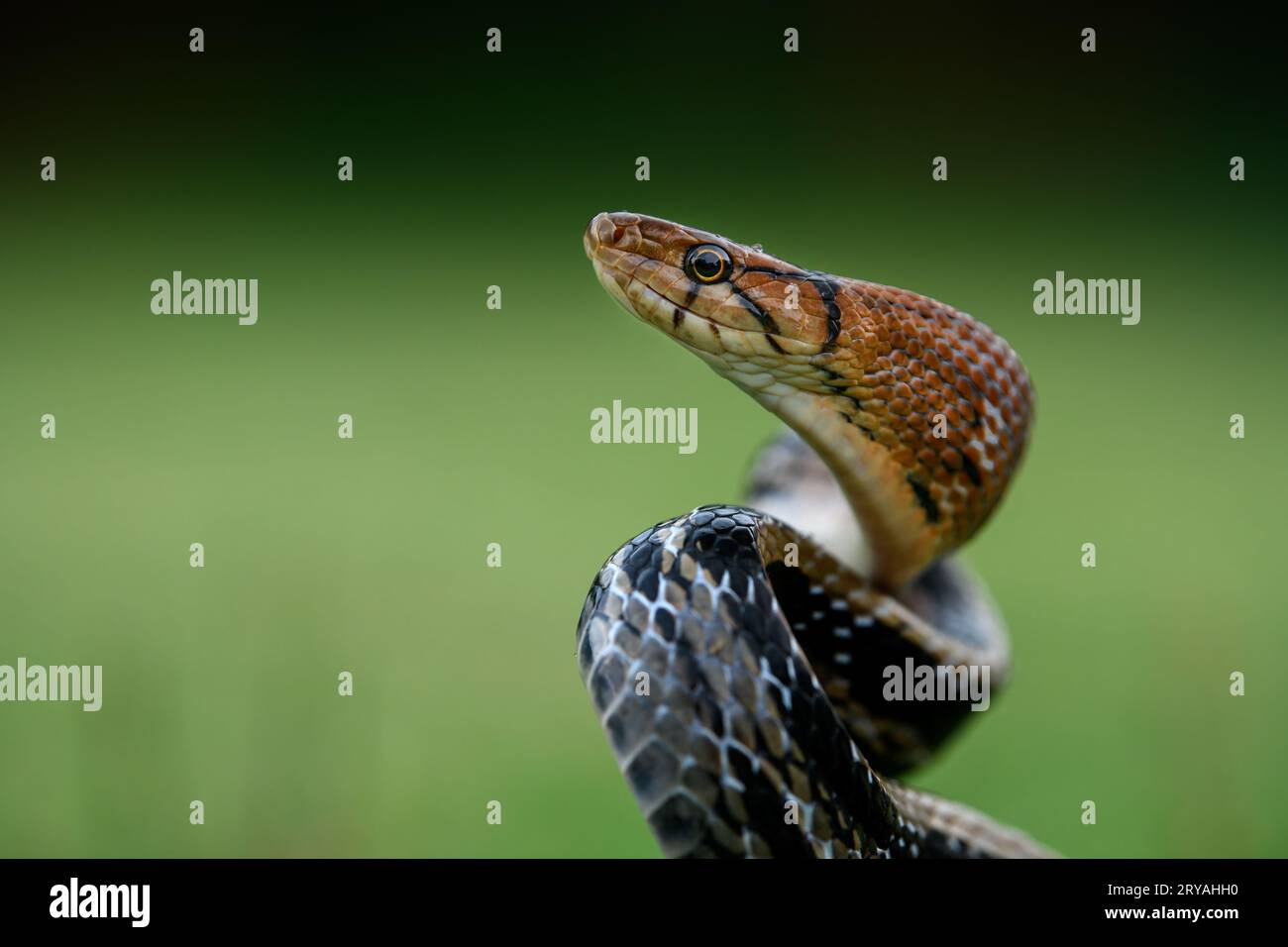 Profilo laterale ravvicinato di un serpente con testa in rame che mostra i dettagli e la colorazione della testa Foto Stock