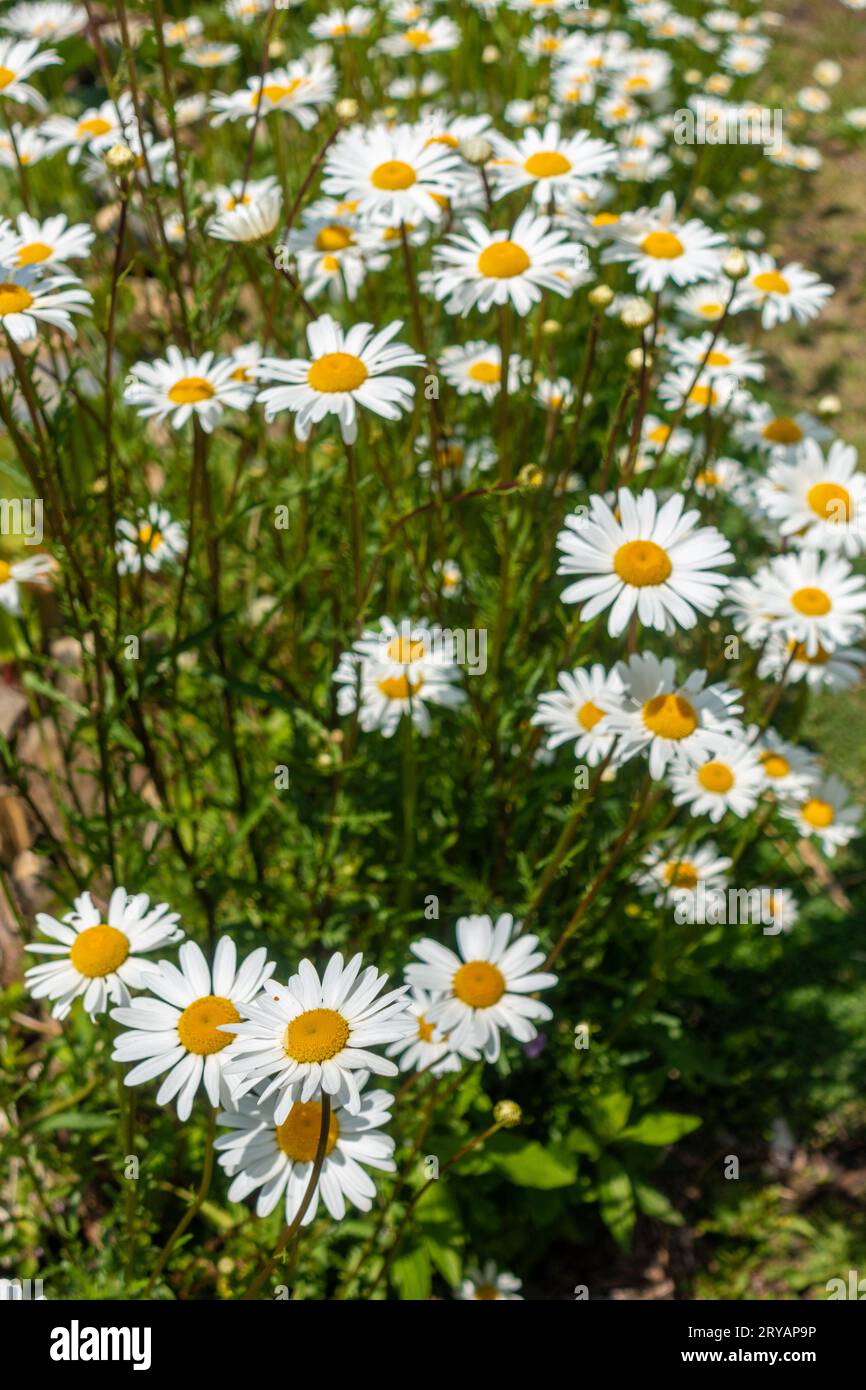 Margherite bianche a occhio di bue (Leucanthemum vulgare) in piena fioritura nei prati himalayani, Uttarakhand, India Foto Stock