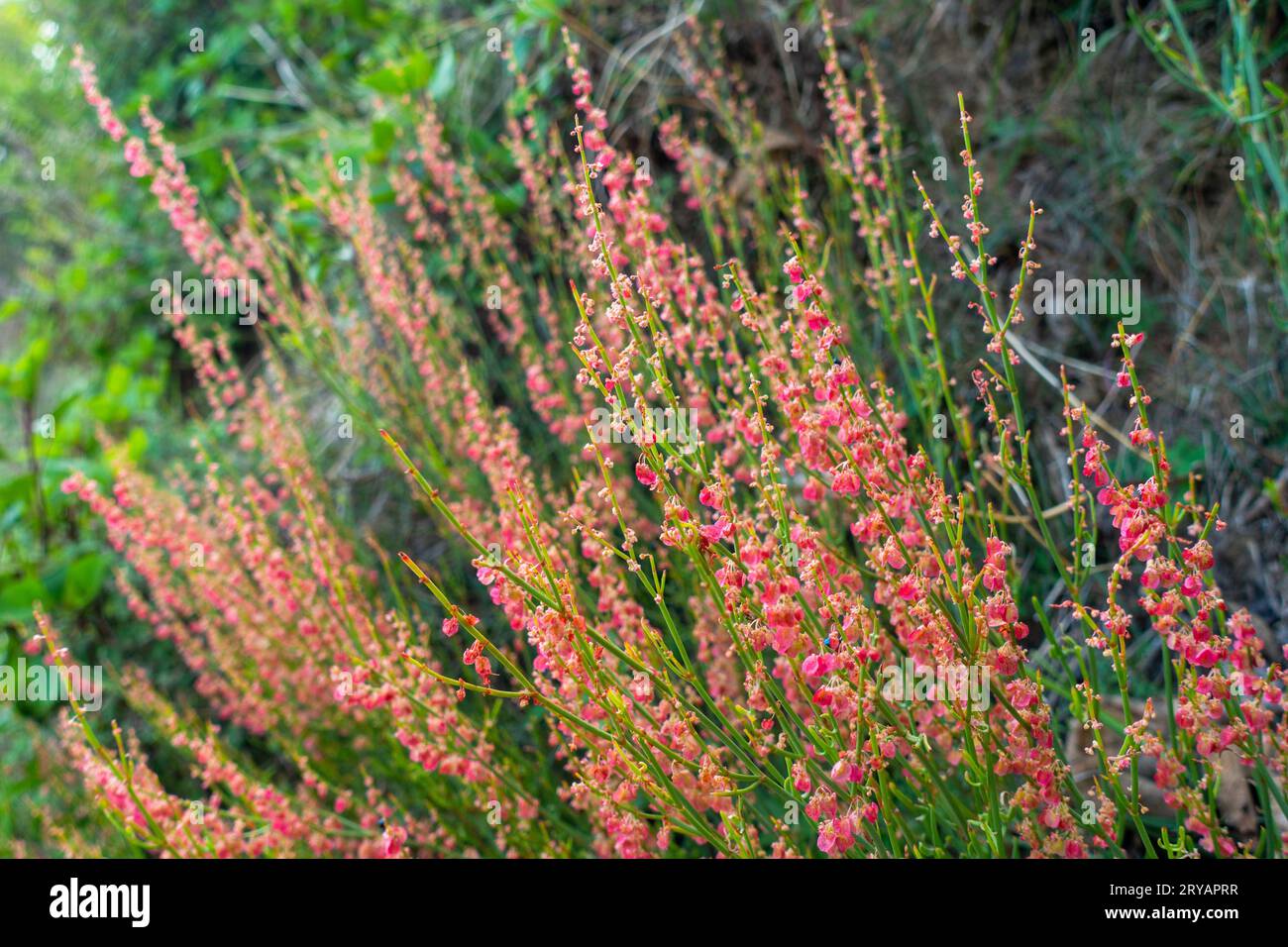 Arrowleaf Dock (Rumex hastatus), un piccolo arbusto fiorito sulle colline di Uttarakhand, India Foto Stock