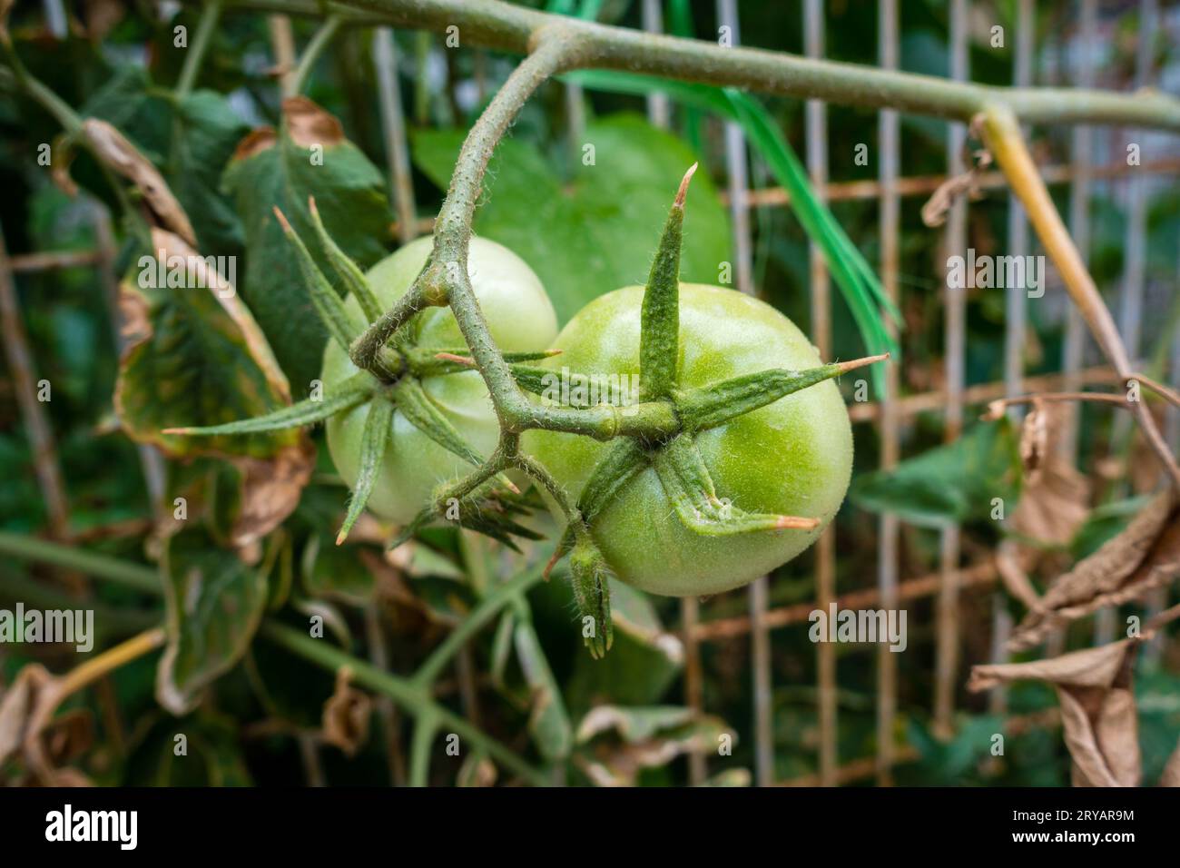 Azienda agricola biologica in India: Pomodori verdi sulla vite. Agricoltura sostenibile che promuove la dieta e i benefici per la salute Foto Stock