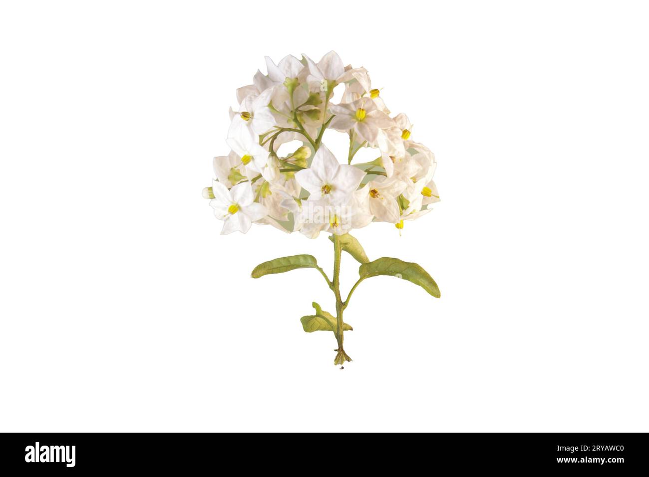 Kleiner Weißer Blütenzweig Foto Stock