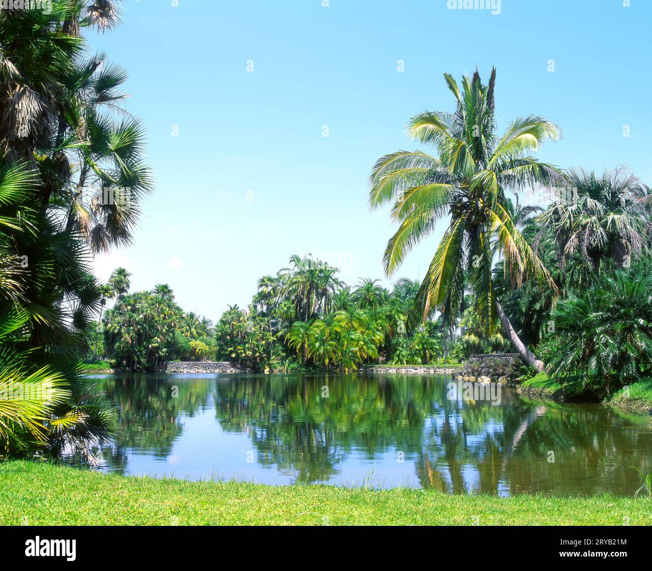 Fairchild Tropical Gardens, Miami, lago della Florida circondato da palme Foto Stock