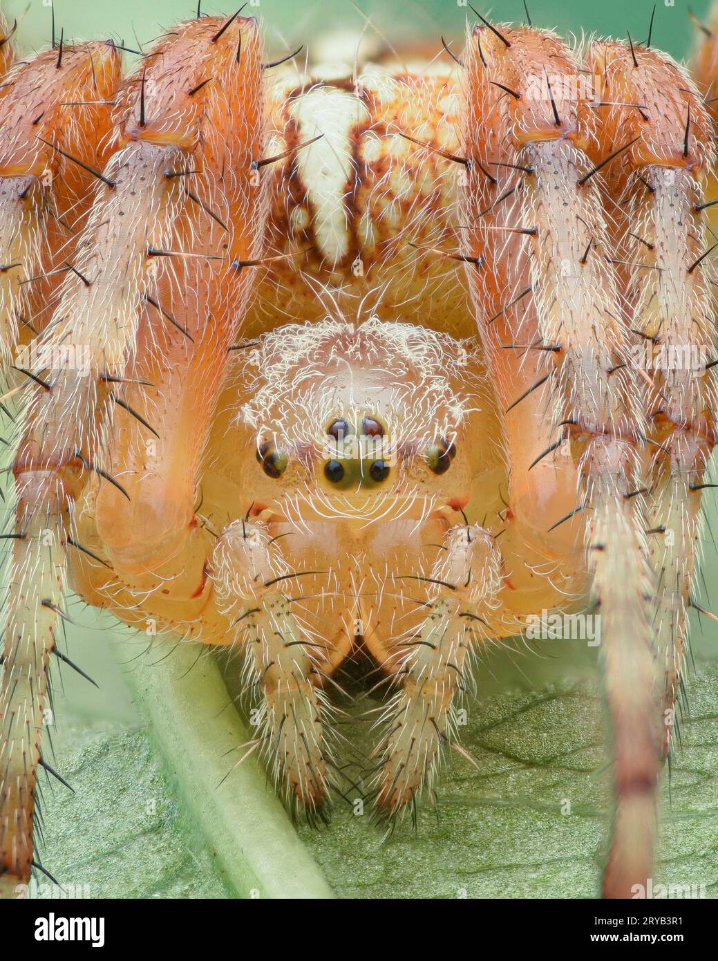Ritratto di un ragno arancio peloso (ragno europeo o ragno crociato o ragno diadema, Araneus diadematus) Foto Stock