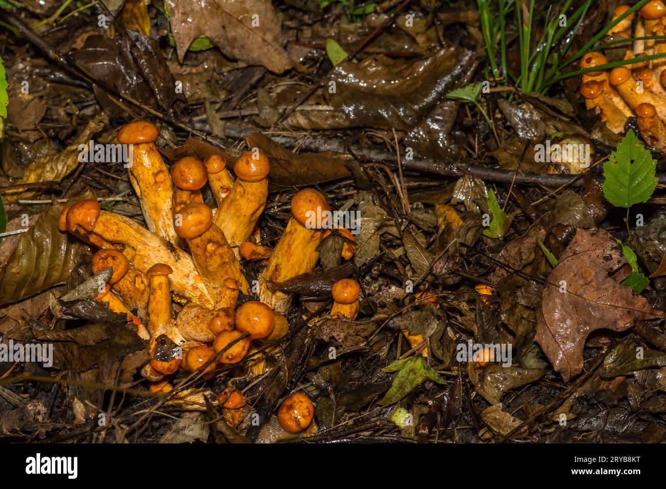 Funghi Jack-o'-Lanterna Orientale - Omphalotus Illudens Foto Stock