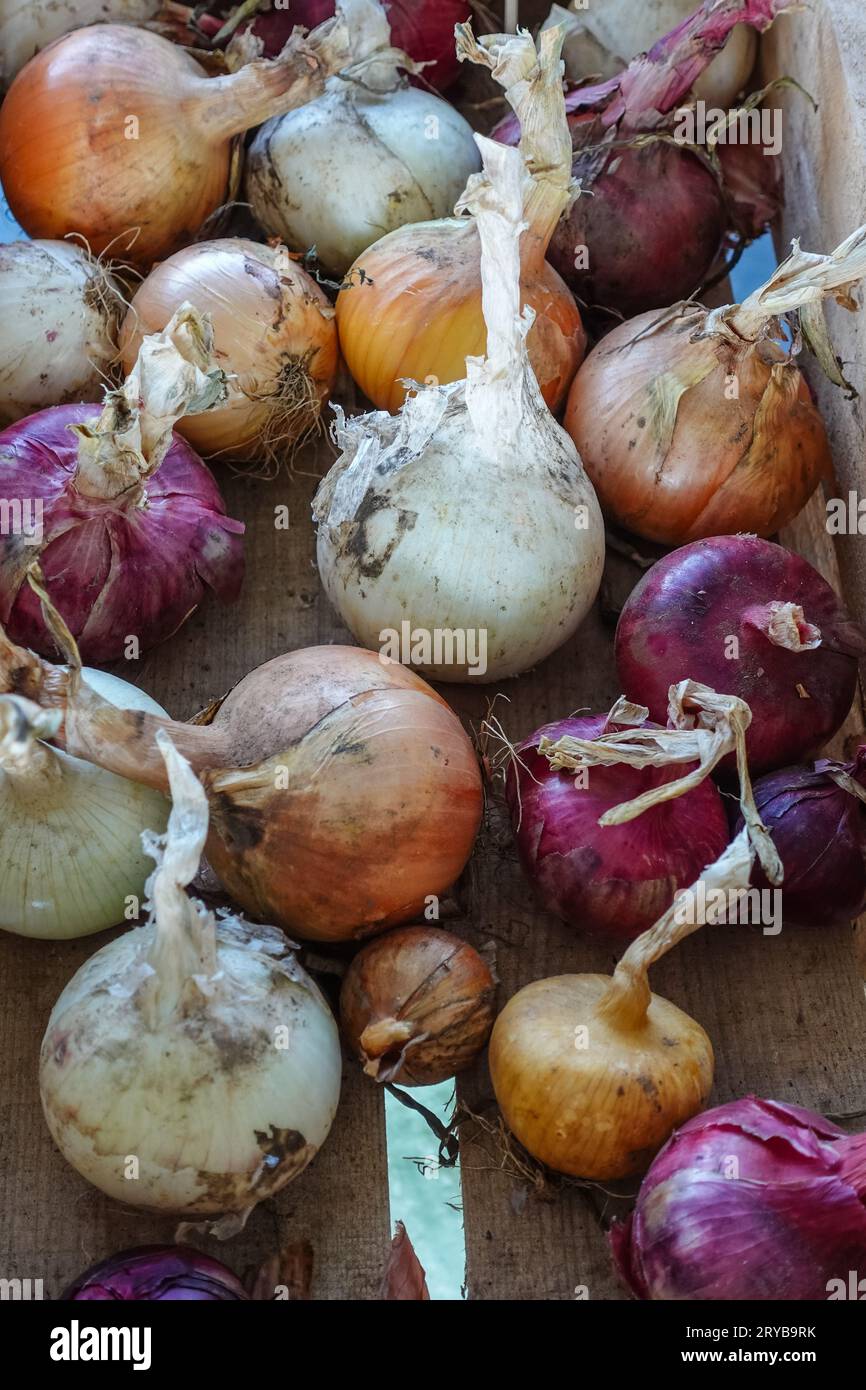 diversi tipi di cipolle sul mercato degli agricoltori Foto Stock