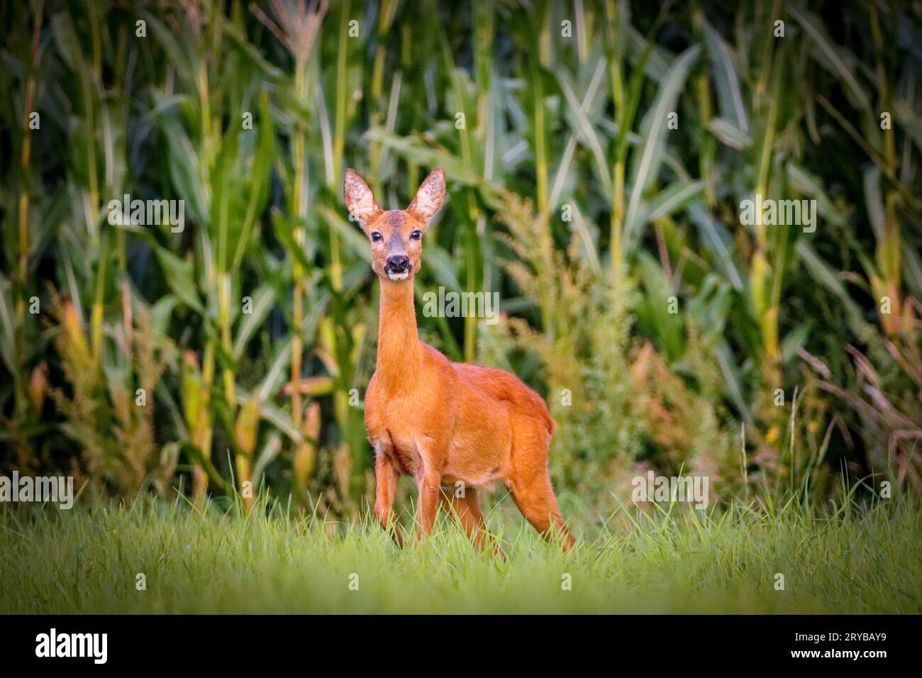 cervo bruno nei campi di mais che guarda direttamente nella macchina fotografica Foto Stock