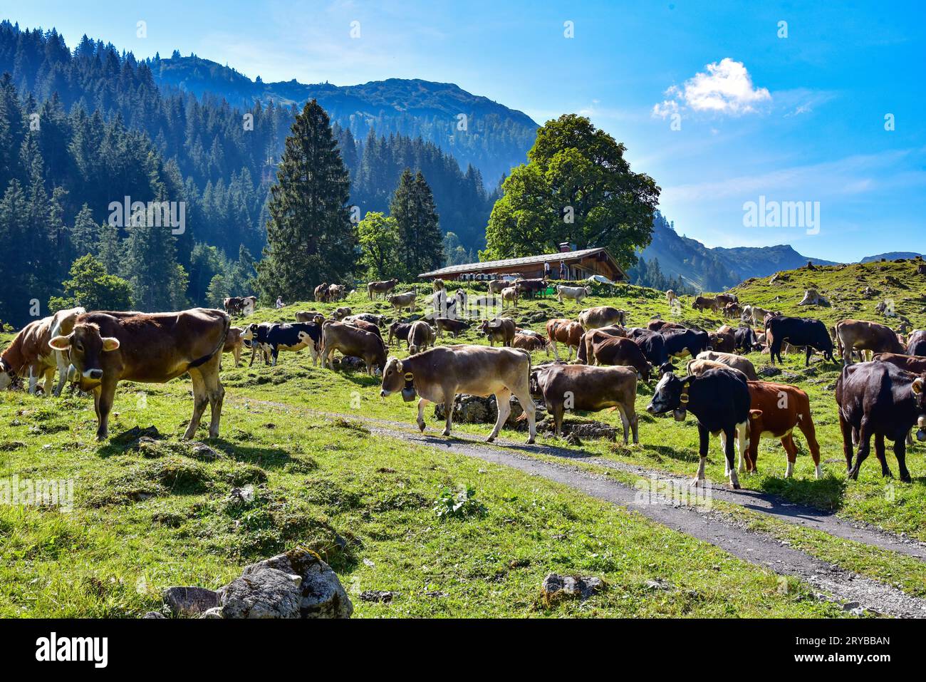 Allgäu bestiame bruno sul pascolo alpino della Rappenalptal vicino a Oberstdorf, Baviera, Germania, Europa Foto Stock
