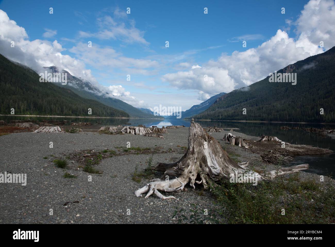 I ceppi di alberi coprono le rive del lago Buttle nel parco provinciale di Strathcona sull'isola di Vancouver in Canada. Foto Stock