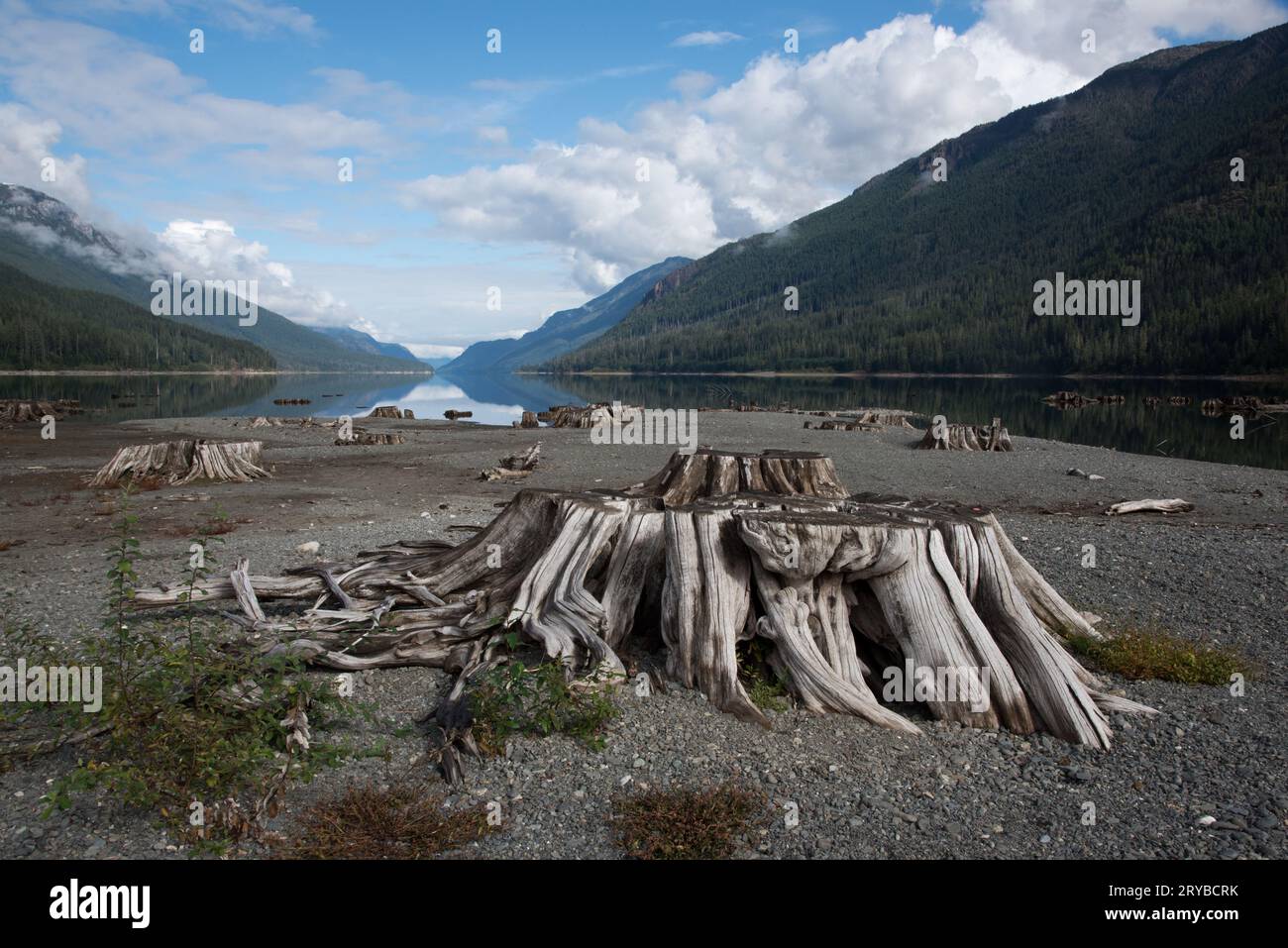 I ceppi di alberi coprono le rive del lago Buttle nel parco provinciale di Strathcona sull'isola di Vancouver in Canada. Foto Stock