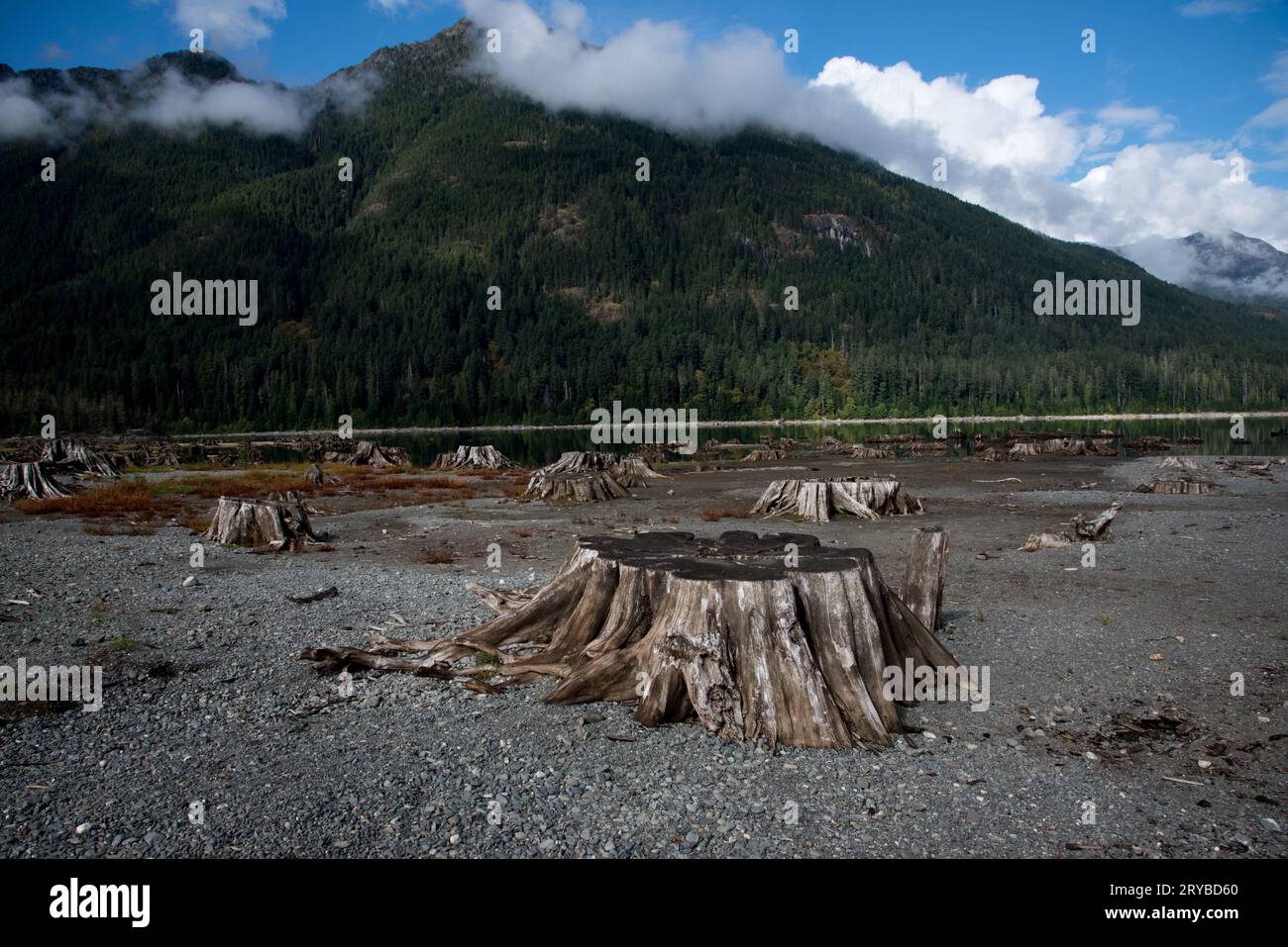 I ceppi di alberi coprono le rive del lago Buttle nel parco provinciale di Strathcona sull'isola di Vancouver in Canada. Foto Stock