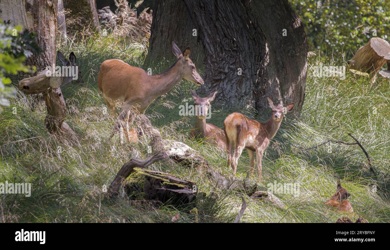 Gruppo di cervi a Dyrehaven, a nord di Copenaghen, Danimarca Foto Stock
