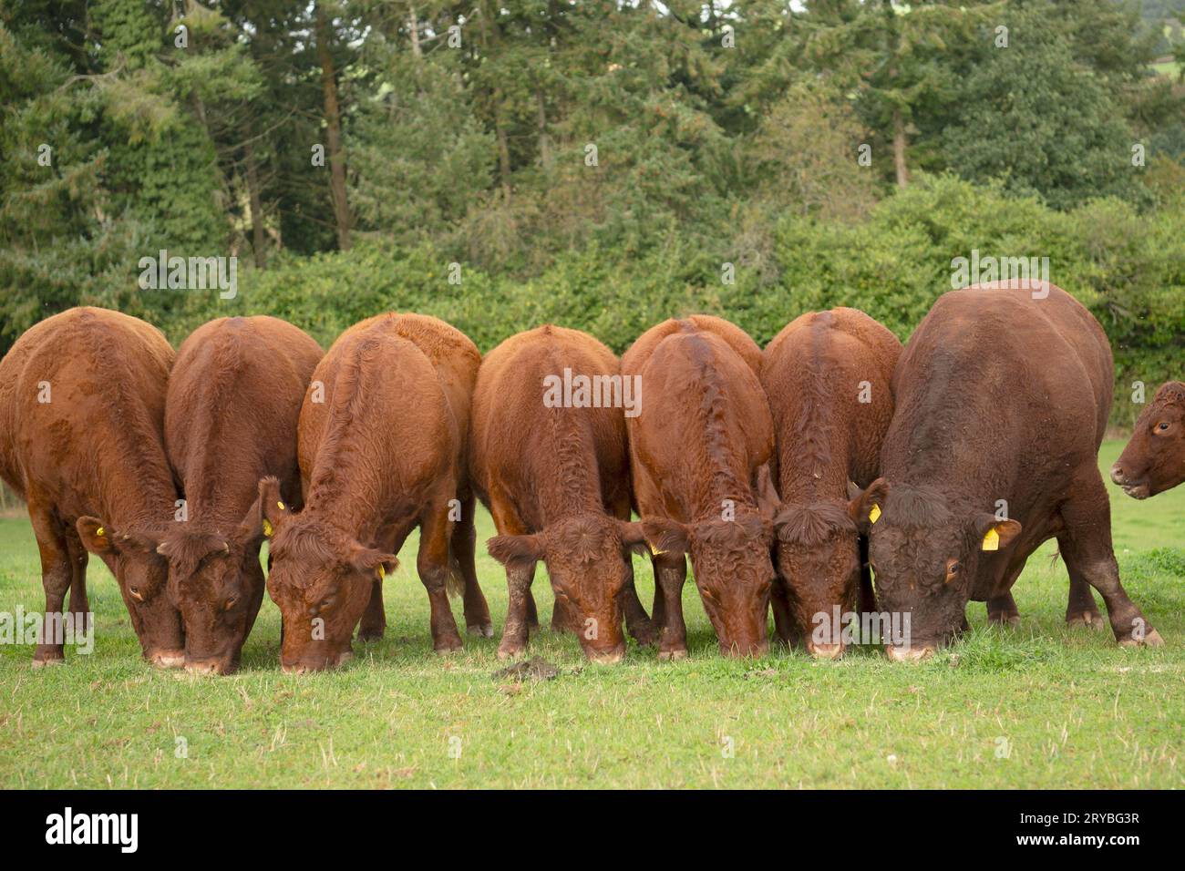 gruppo di tori di manzo Foto Stock