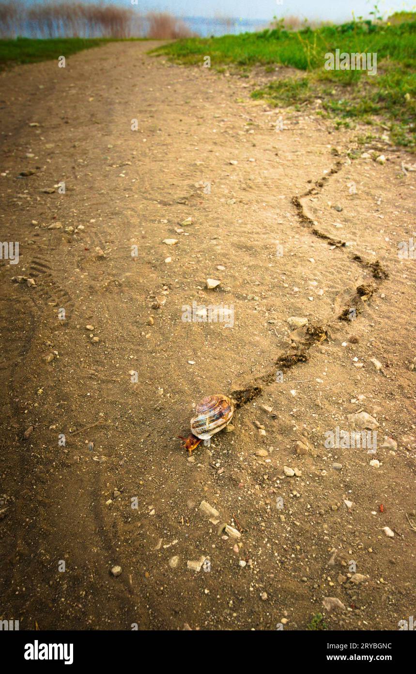 Una lumaca solitaria percorre un lungo sentiero sterrato, lasciandosi alle spalle un tortuoso sentiero di muco. L'immagine una varietà di concetti contrastanti, come coraggio, determinazione, stupidità, ignoranza, e futility, foto di alta qualità Foto Stock