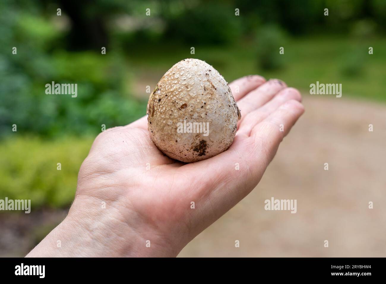 Mano che tiene l'uovo di stinkhorn comune (Phallus impudicus) Foto Stock