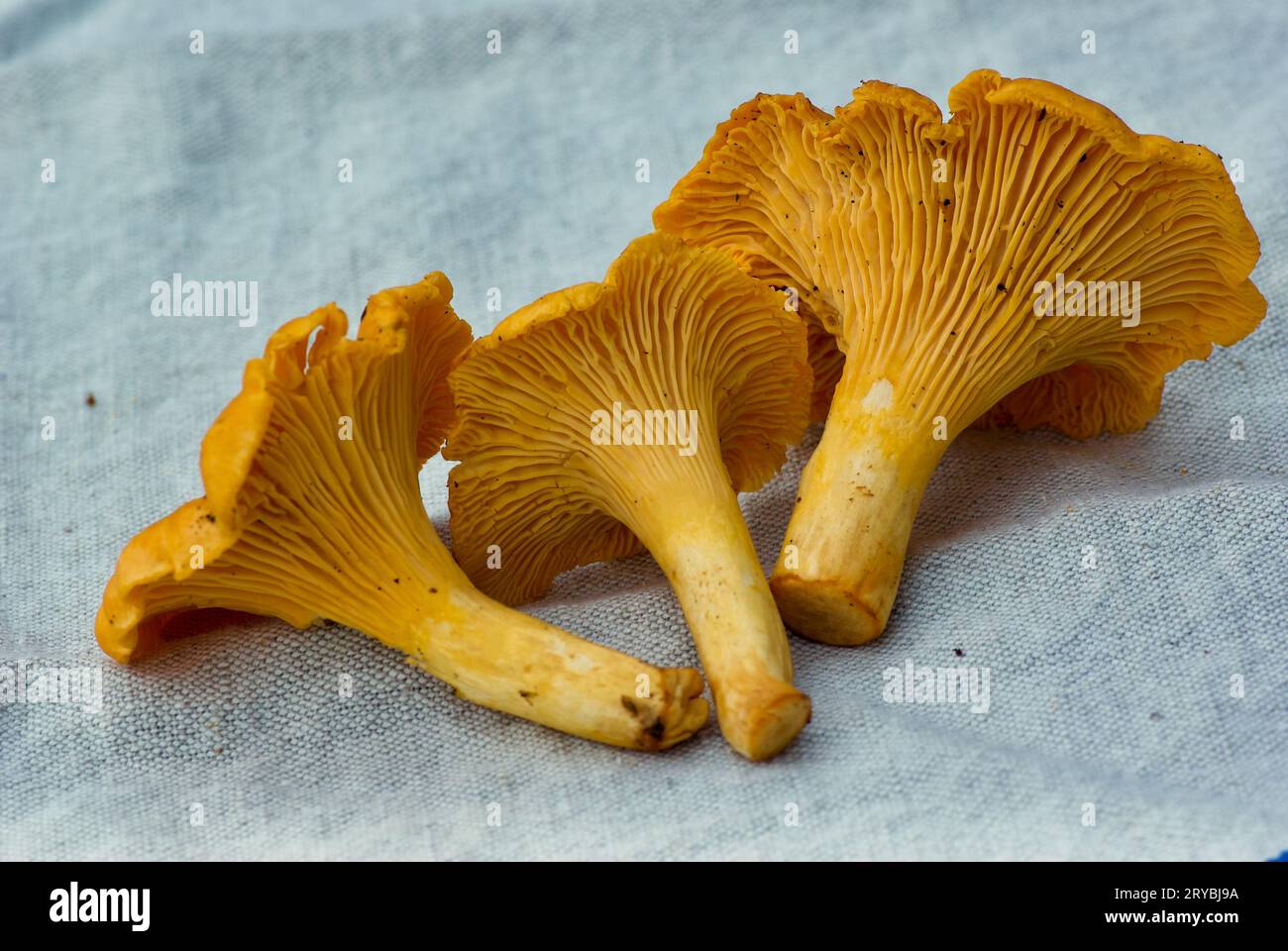 Tre nuovi lampadari dorati appena raccolti su un panno di lino grigio chiaro in estate. Foto Stock