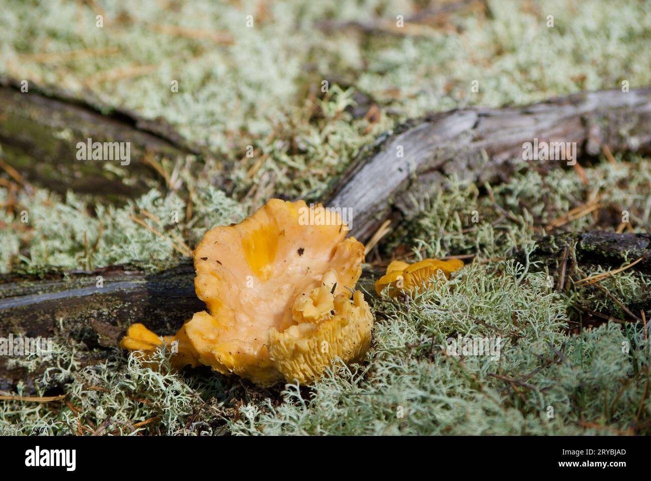 Cantine dorate che crescono tra licheni grigi di renna accanto alle radici di pino nella foresta in estate. Foto Stock