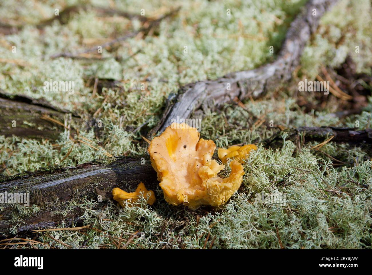 Cantine dorate che crescono tra licheni grigi di renna accanto alle radici di pino nella foresta in estate. Foto Stock