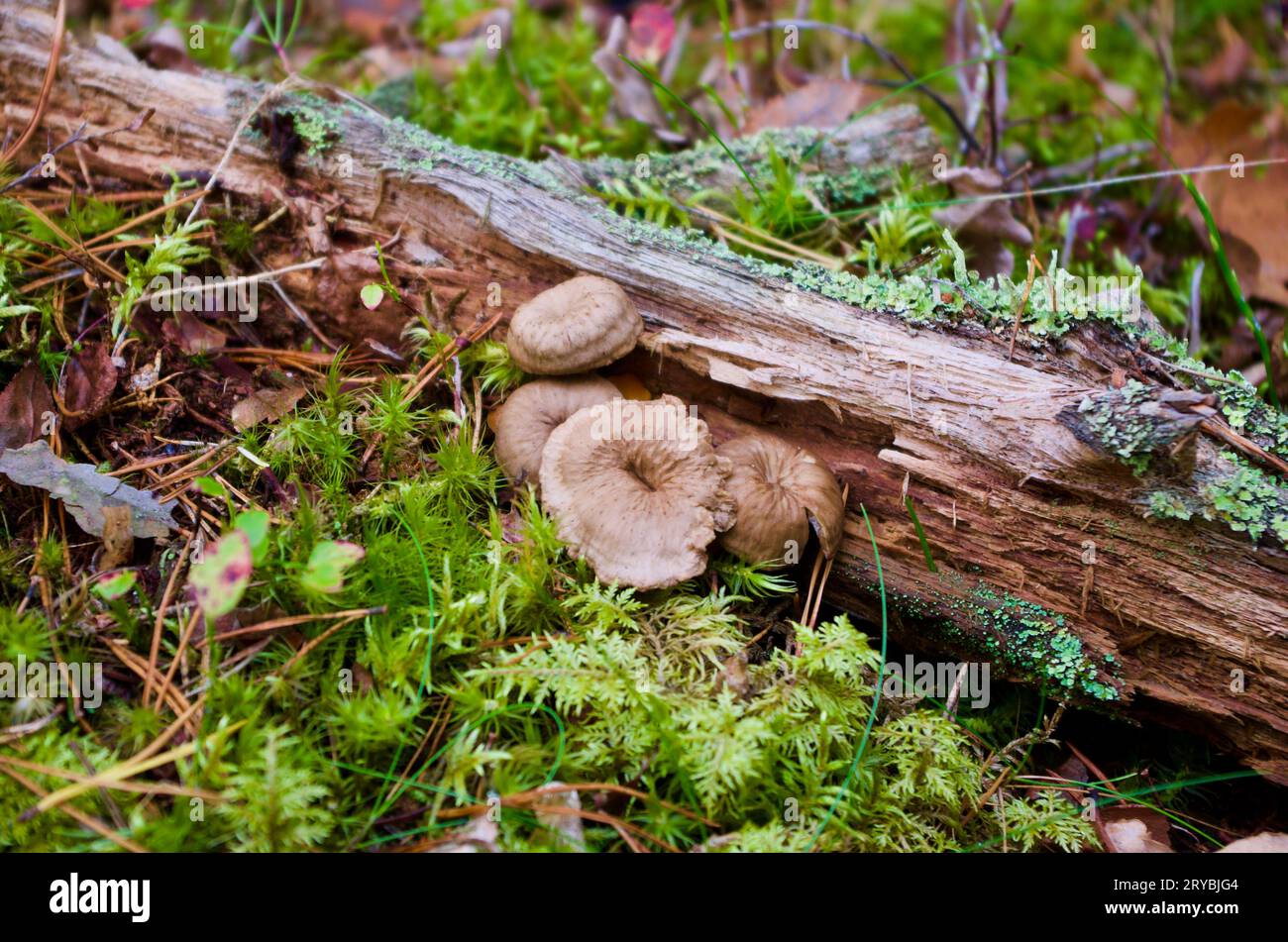 In autunno, le cantine a imbuto marrone crescono nel muschio verde con aghi di pino accanto a un vecchio ramo di muschio sul terreno nella foresta. Foto Stock