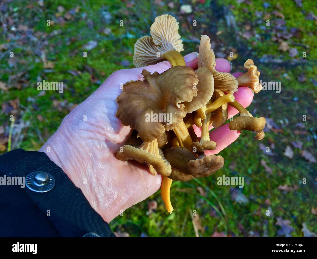 In autunno, tenendo a mano i nuovi lampadari a imbuto appena raccolti nella foresta. Foto Stock