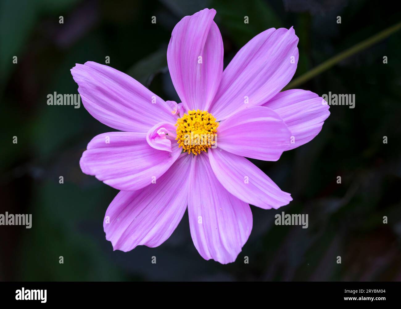 Un bellissimo fiore rosa di Cosmos (Cosmos bipinnatus) Foto Stock