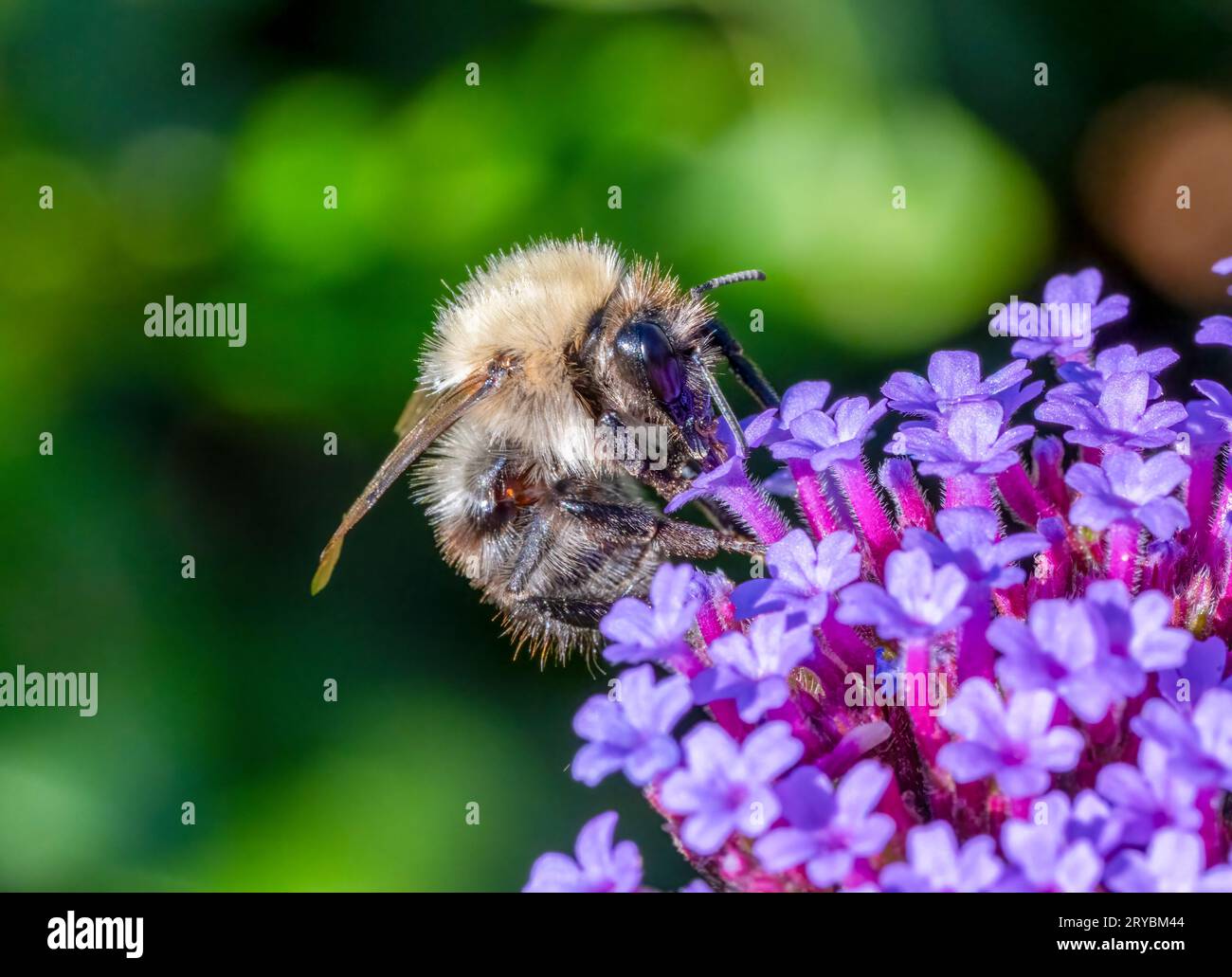 Un'ape di Carder comune, (Bombus pascuorum), su un fiore di Verbena Foto Stock