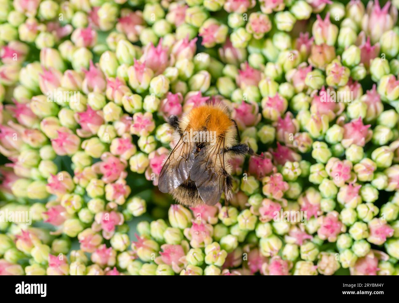 Un'ape Carder che pollina un fiore di pianta di ghiaccio rosa (Hylotelephium spectabile) Foto Stock