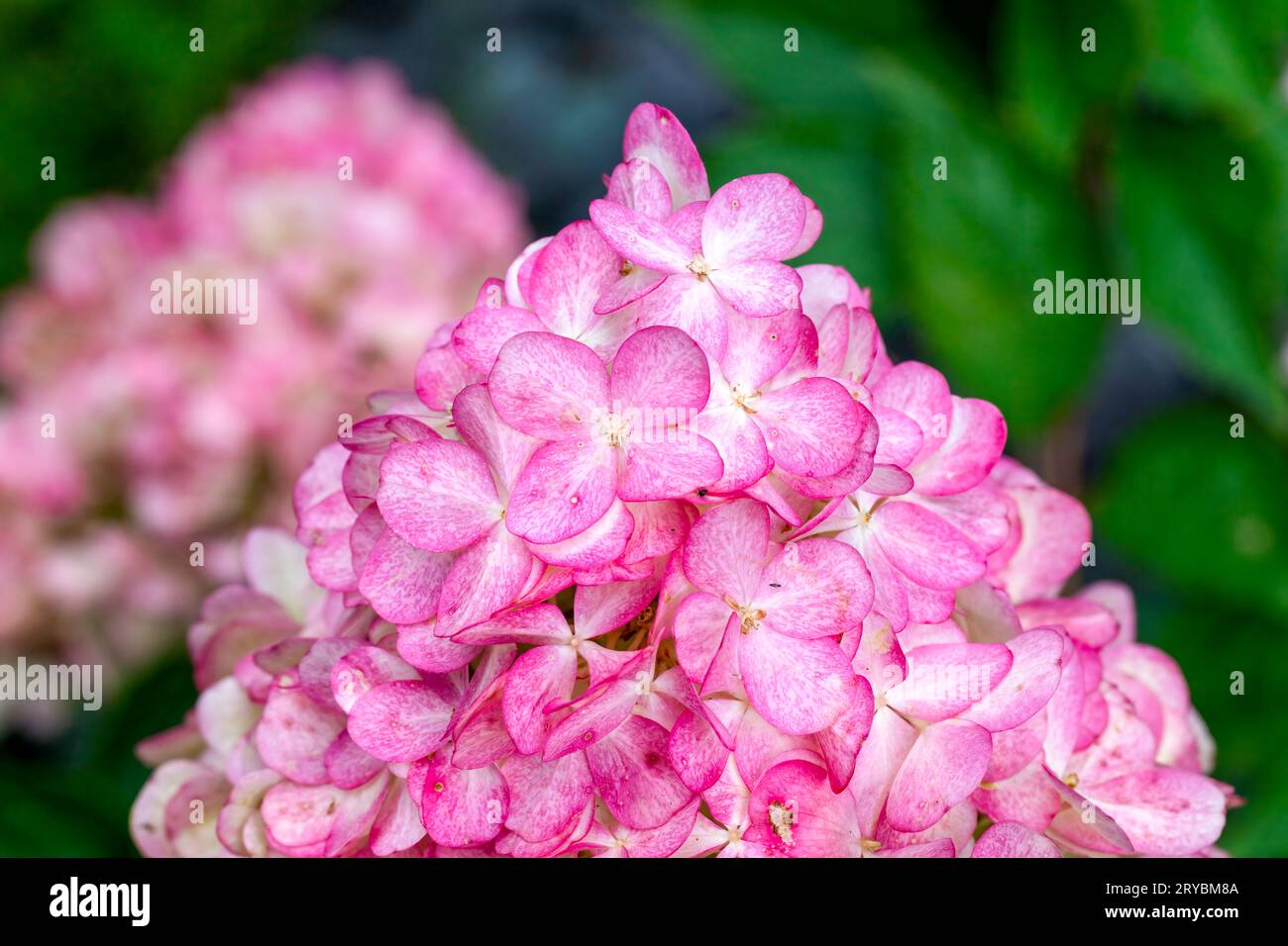 Una splendida varietà di ortensie rosa conosciuta come ortensia alla fragola Foto Stock