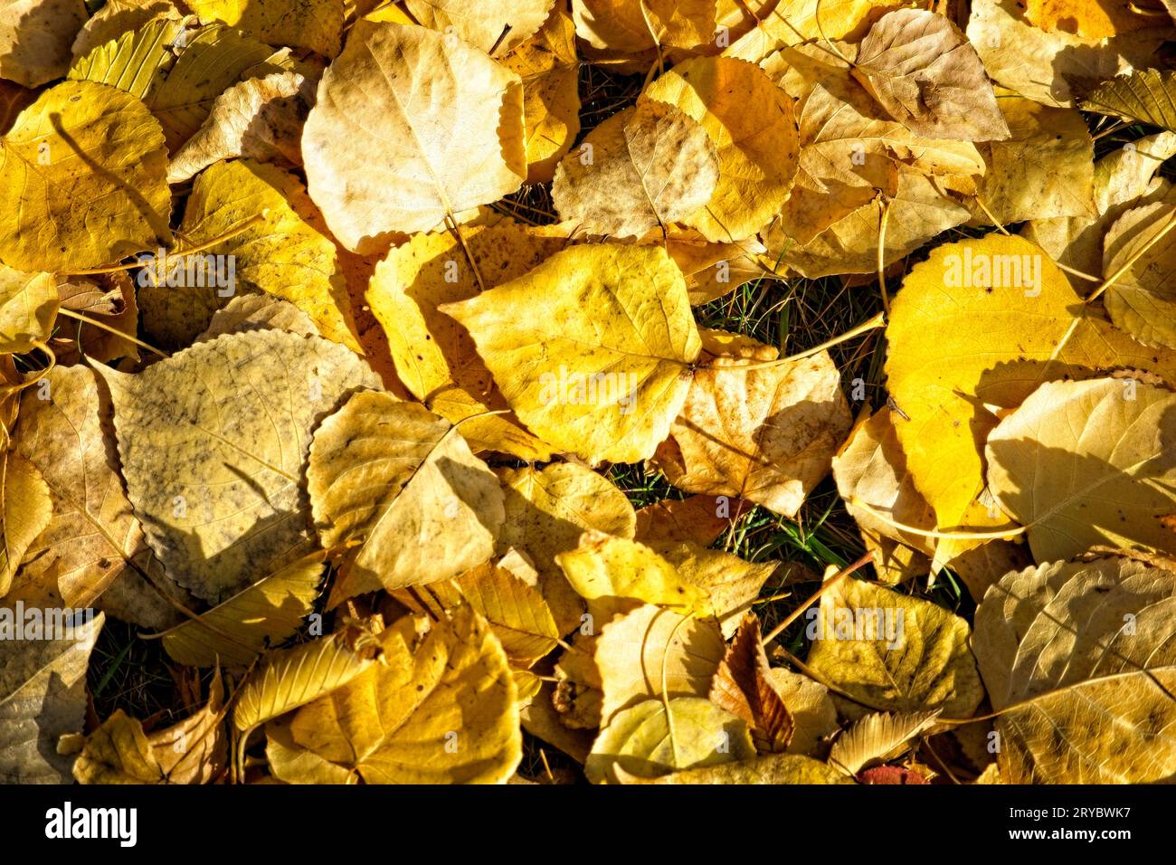 L'autunno lascia Bowmont Park Calgary Alberta Foto Stock