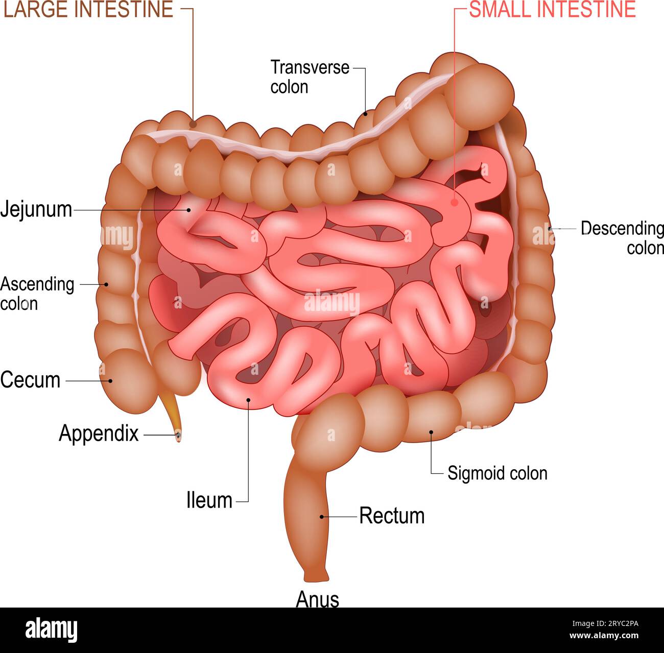 Anatomia dell'intestino tenue e dell'intestino crasso. Diagramma medico. Parte di un tratto gastrointestinale umano. Apparato digerente. Illustrazioni vettoriali realistiche Illustrazione Vettoriale