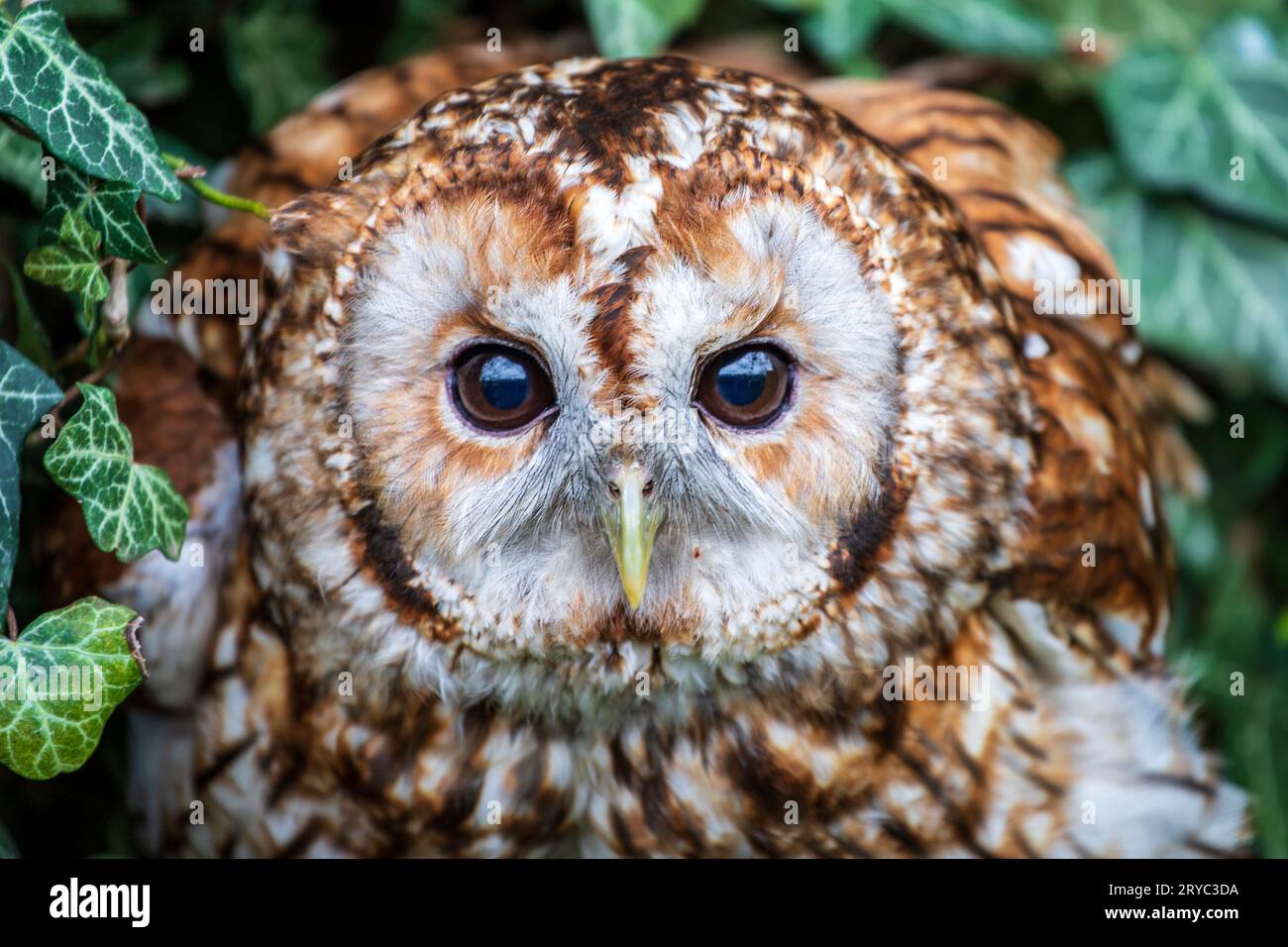 Gufo Tawny Foto Stock